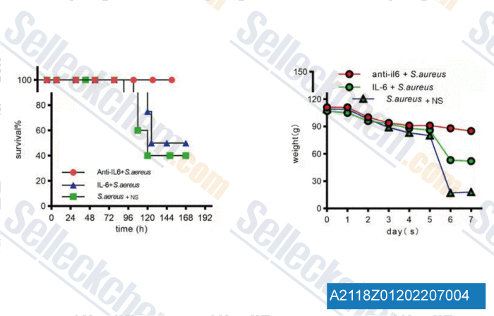 Verified customer review of Anti-mouse IL-6-InVivo